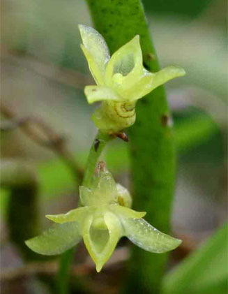 Angraecum sacciferum