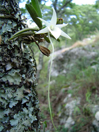 Angraecum stella-africae 