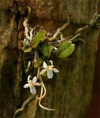 Aerangis mystacidii 