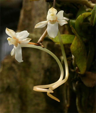 Aerangis mystacidii 