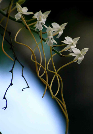 Aerangis verdickii