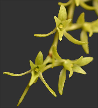 Angraecopsis amaniensis