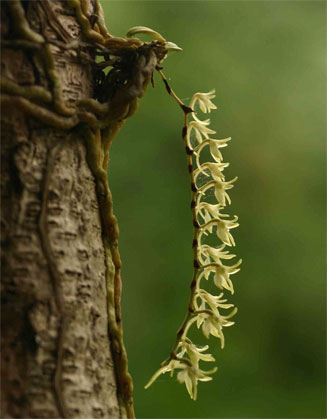 Angraecopsis amaniensis