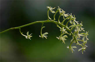 Angraecopsis parviflora