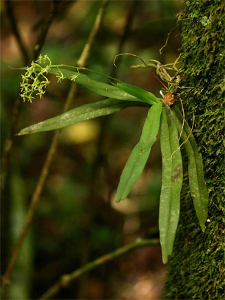 Angraecopsis parviflora