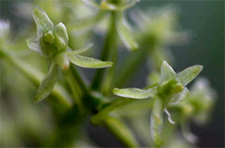 Angraecopsis parviflora