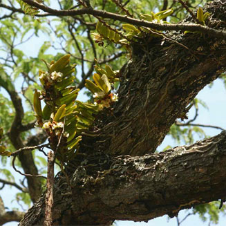 Calyptrochilum christyanum
