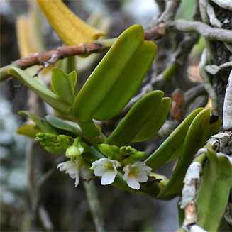 Calyptrochilum christyanum
