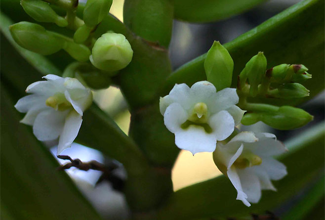 Calyptrochilum christyanum