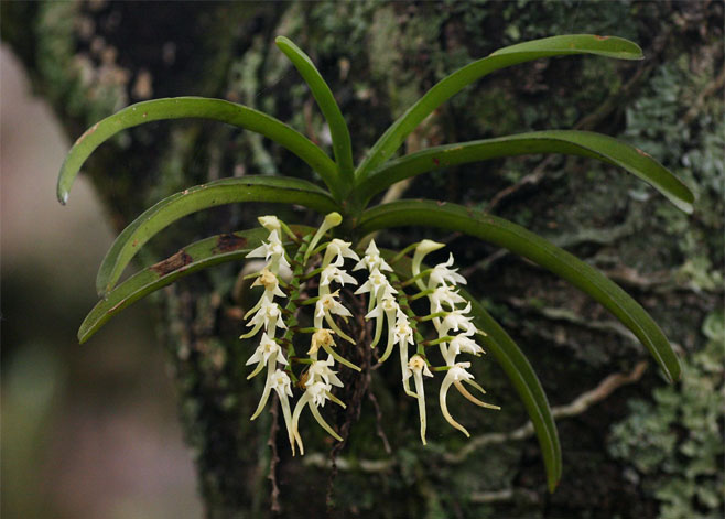 Cyrtorchis praetermissa 