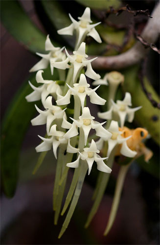 Cyrtorchis praetermissa 