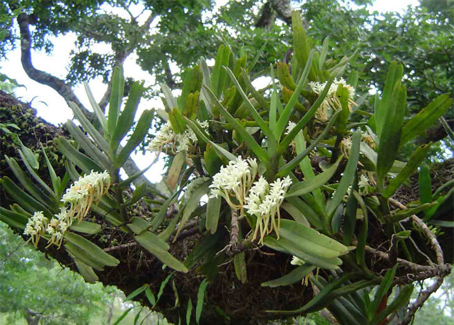 Cyrtorchis ringens