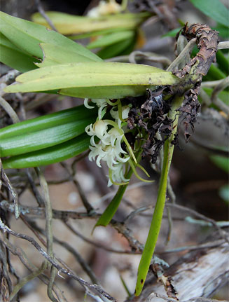 Cyrtorchis ringens
