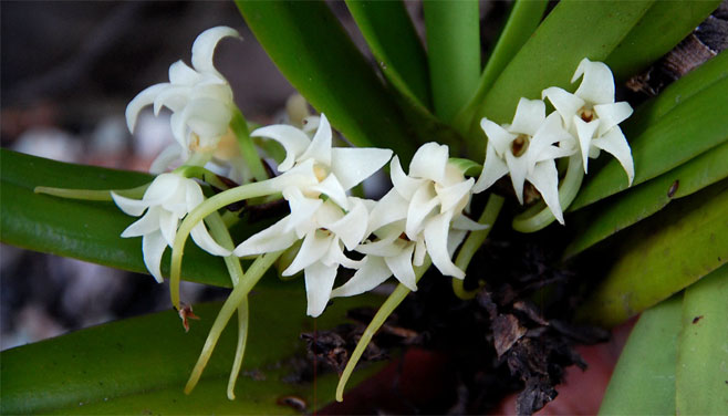 Cyrtorchis ringens