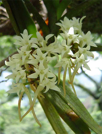 Cyrtorchis ringens