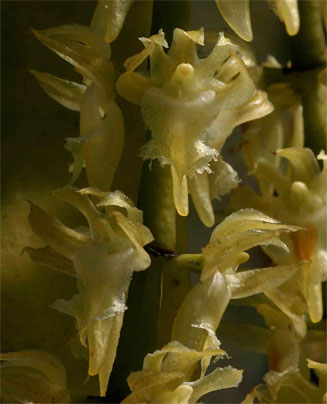 Diaphananthe fragrantissima