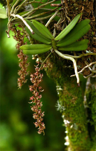 Rhipidoglossum rutilum