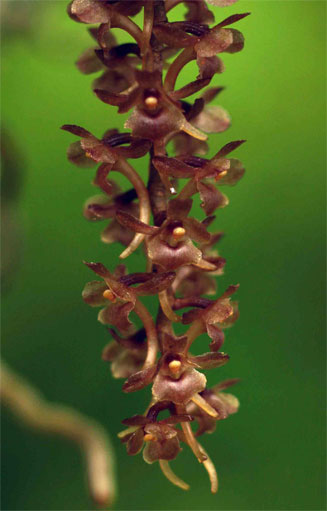Rhipidoglossum rutilum