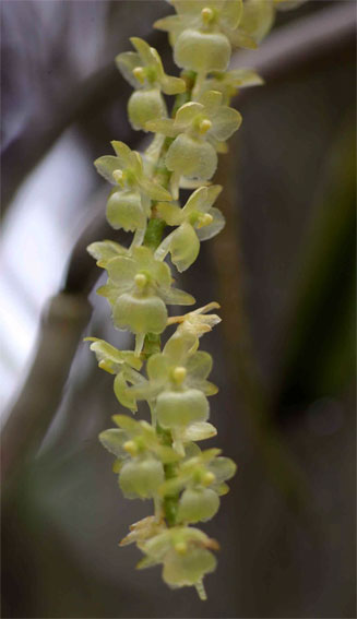 Rhipidoglossum xanthopollinium