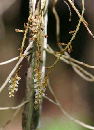 Microcoelia corallina