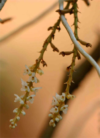 Microcoelia corallina