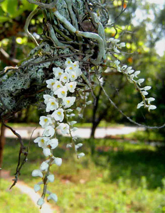 Microcoelia stolzii
