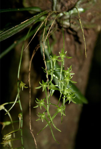 Mystacidium tanganyikense