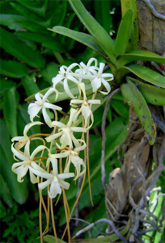 Rangaeris amaniensis