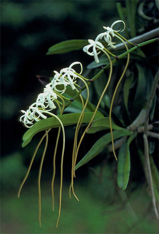 Rangaeris amaniensis