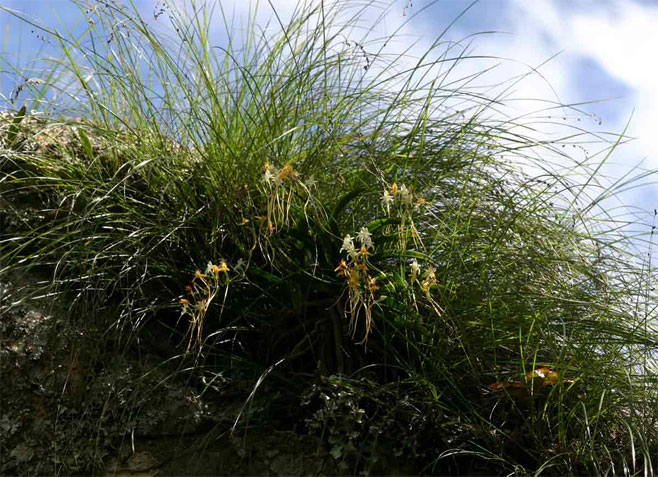 Rangaeris muscicola