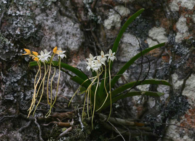 Rangaeris muscicola