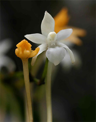 Rangaeris muscicola