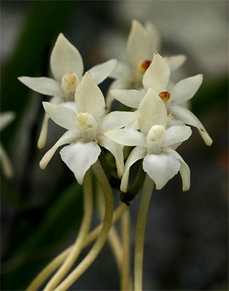 Rangaeris muscicola