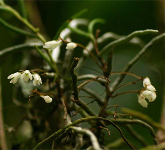 Solenangis conica