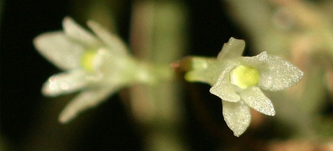 Solenangis conica