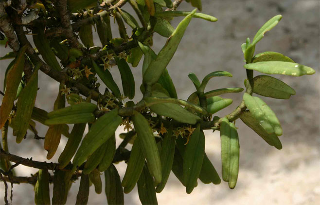 Tridactyle anthomaniaca