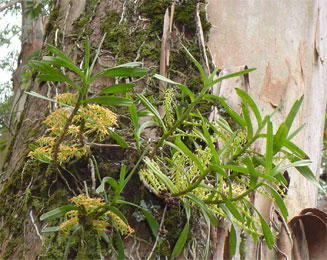 Tridactyle bicaudata 