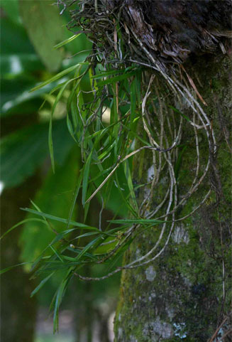 Tridactyle scottellii
