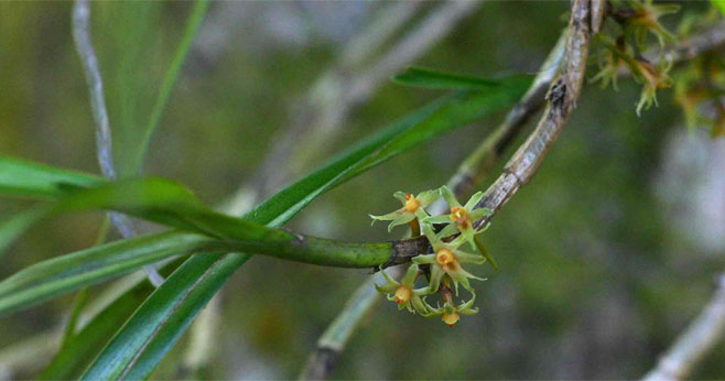Tridactyle scottellii