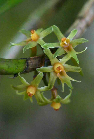 Tridactyle scottellii
