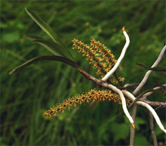 Tridactyle tricuspis 