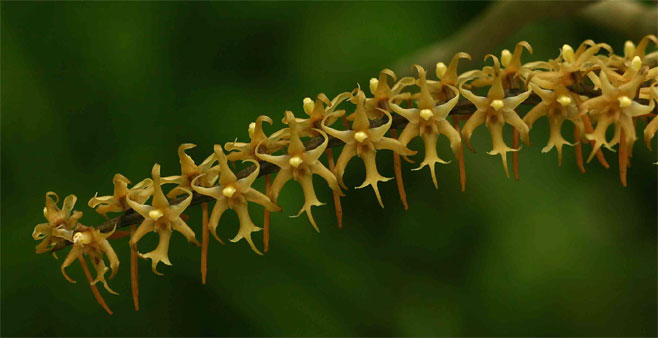 Tridactyle tricuspis 