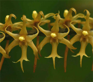Tridactyle tricuspis 