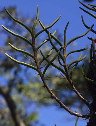 Tridactyle tridentata