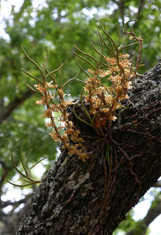Tridactyle tridentata
