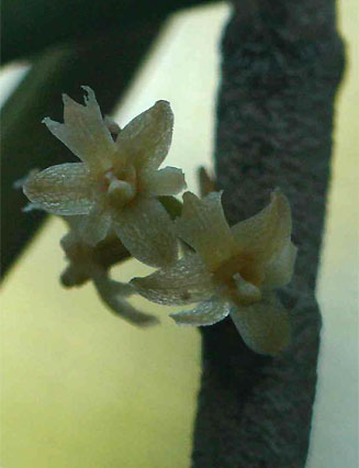 Tridactyle tridentata