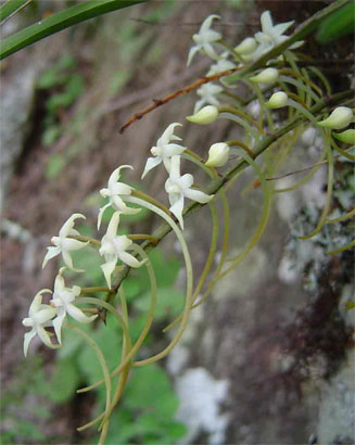 Ypsilopus erectus
