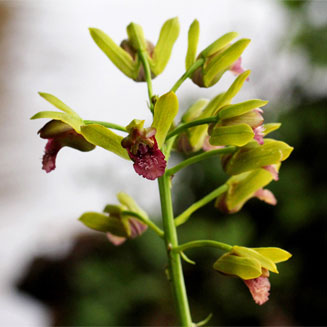 Eulophia alta