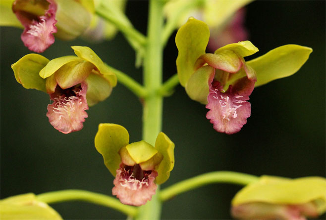 Eulophia alta