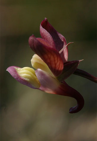Eulophia clitellifera